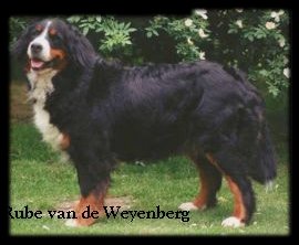 Rube van de Weyenberg